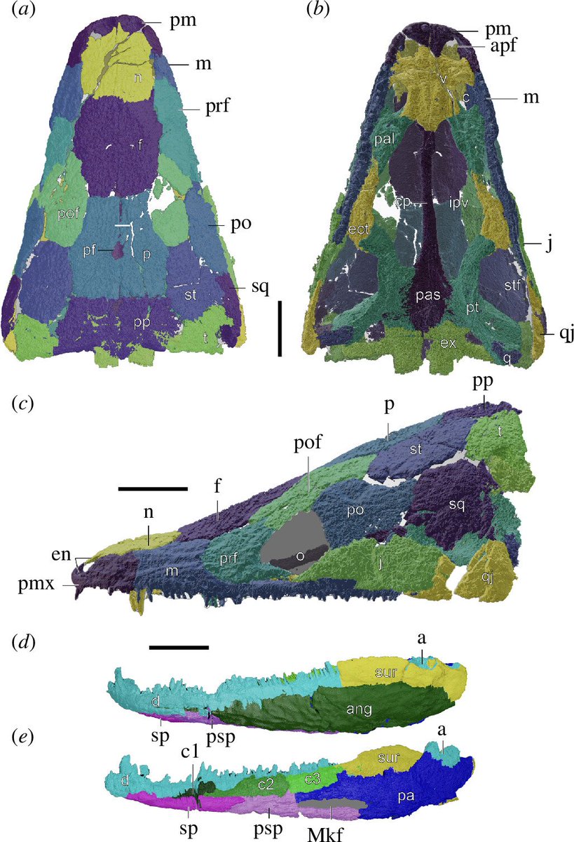 Dr. J. Pardo (@incisorial) on Twitter photo <a href="/calvincfso/">Cal So 蘇震峰</a> <a href="/AaronKufner/">Aaron Kufner</a> <a href="/PaleoBadger/">Dave Lovelace</a> <a href="/SerpenIllus/">Gabriel N. U.</a> <a href="/dimetrodoc/">Adam Huttenlocker</a> Our lead author (and incoming <a href="/FieldMuseum/">Field Museum</a> postdoc) <a href="/calvincfso/">Cal So 蘇震峰</a> led the effort to describe this material, neutron scanning a bunch of these fossils which show a suite of both primitive stereospondyl and derived Chinlestegophis-like anatomy
10/ <a href="/calvincfso/">Cal So 蘇震峰</a> <a href="/AaronKufner/">Aaron Kufner</a> <a href="/PaleoBadger/">Dave Lovelace</a> <a href="/SerpenIllus/">Gabriel N. U.</a> <a href="/dimetrodoc/">Adam Huttenlocker</a> Our lead author (and incoming <a href="/FieldMuseum/">Field Museum</a> postdoc) <a href="/calvincfso/">Cal So 蘇震峰</a> led the effort to describe this material, neutron scanning a bunch of these fossils which show a suite of both primitive stereospondyl and derived Chinlestegophis-like anatomy
10/