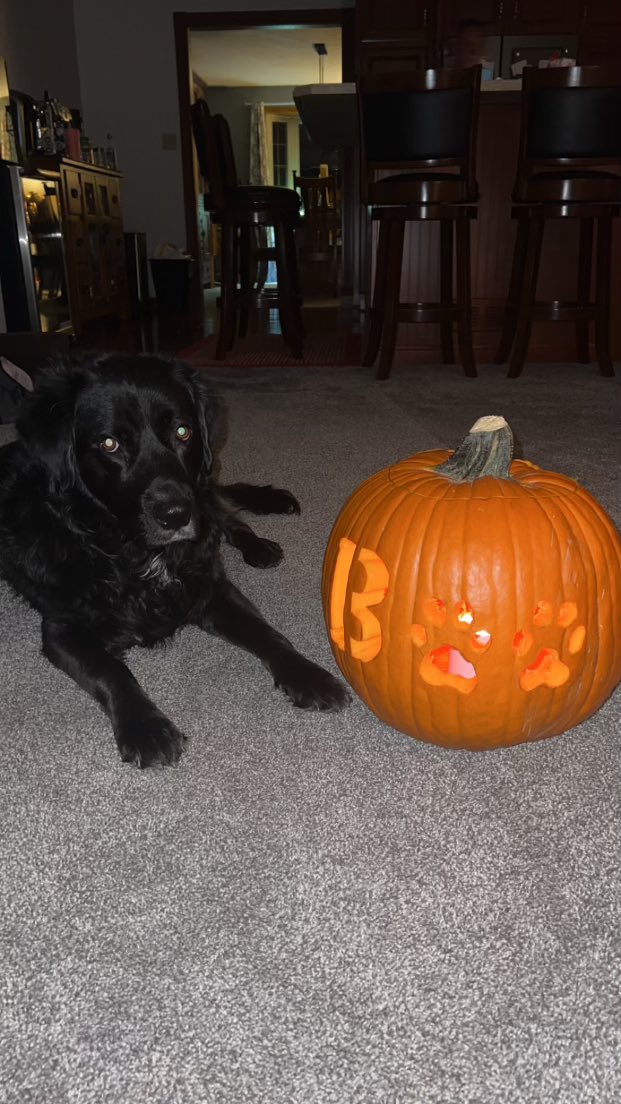 2020Georgee's tweet photo. Pals I helped carve pumpkins 🎃 last night and got my own special one! #BOO #DogsOfHalloween #dogs xoxo G 🐾 https://t.co/npZjOZqu39