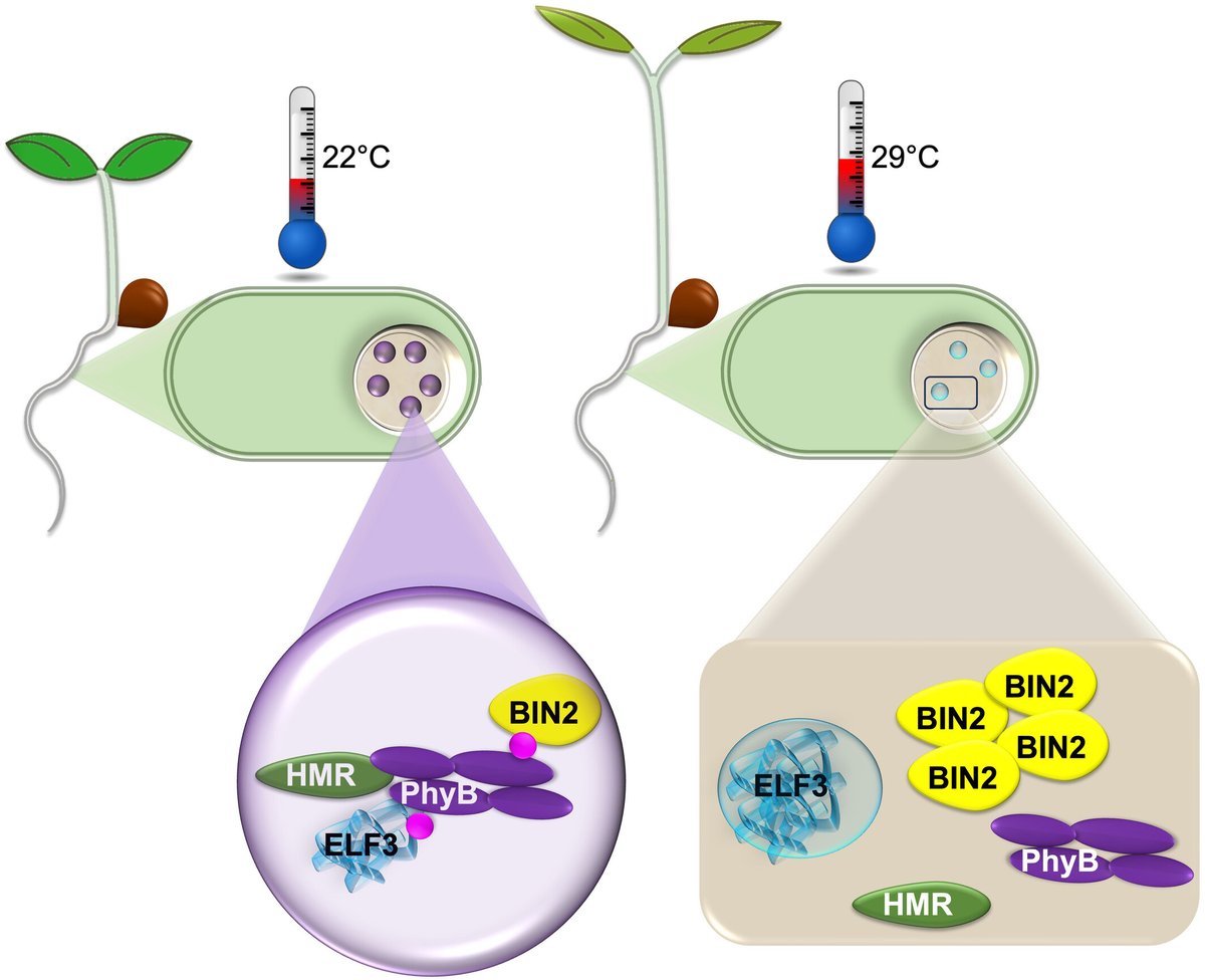 Phosphorylation of phyB by GSK3s, a key mechanism that brings temperature sensors together
📖 nph.onlinelibrary.wiley.com/doi/10.1111/np…

#Commentary by Zubieta et al. highlighting the recent work by Yang et al.
📖  nph.onlinelibrary.wiley.com/doi/10.1111/np…