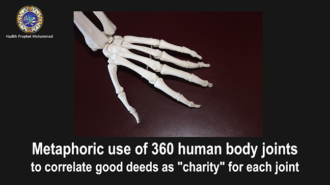 jalalspages's tweet photo. Metaphoric use of 360 human body joints to correlate good deeds as "charity" for each joint to attain protection of Allah
https://t.co/CflPo1S1P1 https://t.co/MGV9WBdHn8