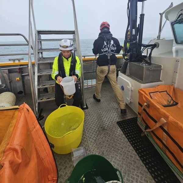 Shellfish Association of GB (@sagb) on Twitter photo 2500 juvenile lobsters have just been released into the North Sea from <a href="/LobsterWhitby/">Whitby Lobster Hatchery</a> at Triton Knoll.
They aim to release 100,000 juvenile lobsters into the sea.
#whitbylobsterhatchery #whitbymarine #shellfish #hatchery #lobsters #marinediversity #yorkshirecoast #whitby 2500 juvenile lobsters have just been released into the North Sea from <a href="/LobsterWhitby/">Whitby Lobster Hatchery</a> at Triton Knoll.
They aim to release 100,000 juvenile lobsters into the sea.
#whitbylobsterhatchery #whitbymarine #shellfish #hatchery #lobsters #marinediversity #yorkshirecoast #whitby