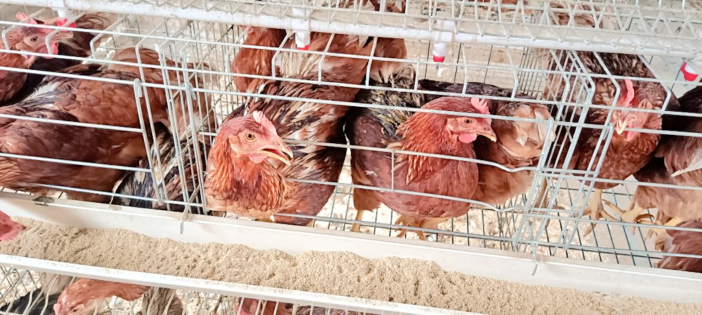 thescrollzw's tweet photo. We're in Manicaland where #Zimbabwe in partnership with @faosfsafrica @WFP_Zimbabwe is strengthening resilience through sustainable agricultural initiatives &amp; their impact on communities
@Machekatatenda @DonaldTchidoori @mercycorps
@MoLAFWRD_Zim

#DevelopmentMedia
#thescroll https://t.co/2LO6UPKZVA