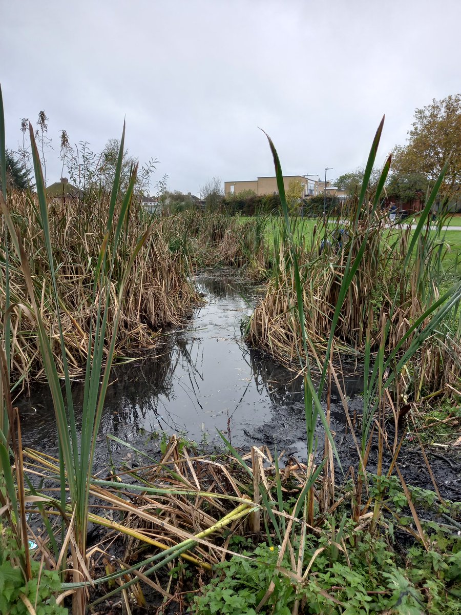 Before, during and after! We've been hard at work in Queensbury Park Harrow, clearing dominant reed mace from the Kenton Brook. The team is out #volunteering on North London's green spaces every Monday-Thursday. Find out more at tcv.org.uk/batnorth
<a href="/harrow_council/">London Borough of Harrow</a> <a href="/TCVtweets/">The Conservation Volunteers (TCV)</a>