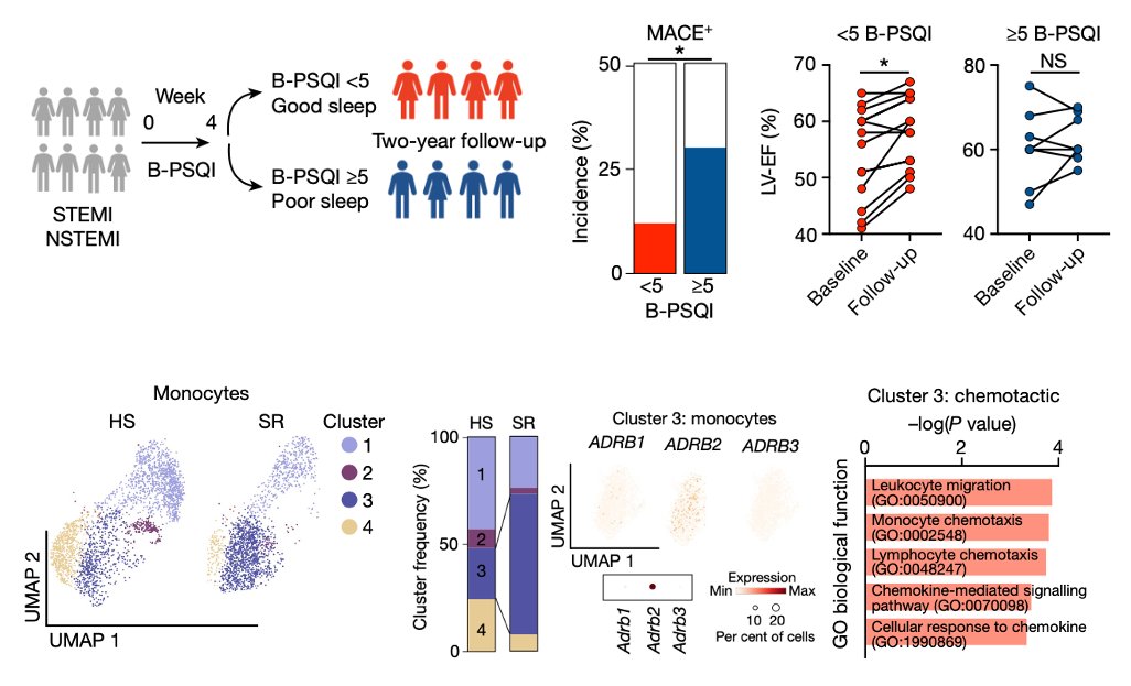 In humans, poor sleep in the weeks following STEMI or NSTEMI associates with reduced cardiac recovery and function and increases MACE+ incidence over 2 years. Further, sleep restriction in humans causes inflammatory and chemotactic reprograming of ADRβ2-responsive monocytes.