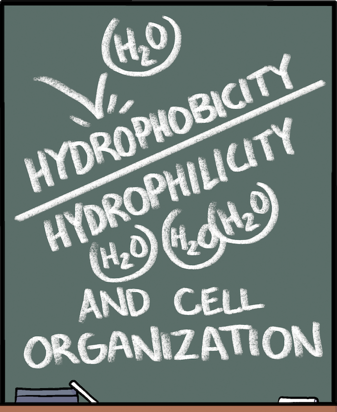 PoLDresden's tweet photo. 1/3 Happy Halloween to all from @PoLDresden ! 🎃For episode 7 of our #PoLComic we shine a light on hydrophobicity in cells and its importance. What molecules are scared of H2O? 👻🌊  Read to find out! 

Check out the full version and previous comics at https://t.co/ZeXxe8uoXv https://t.co/sCEWAe20bA