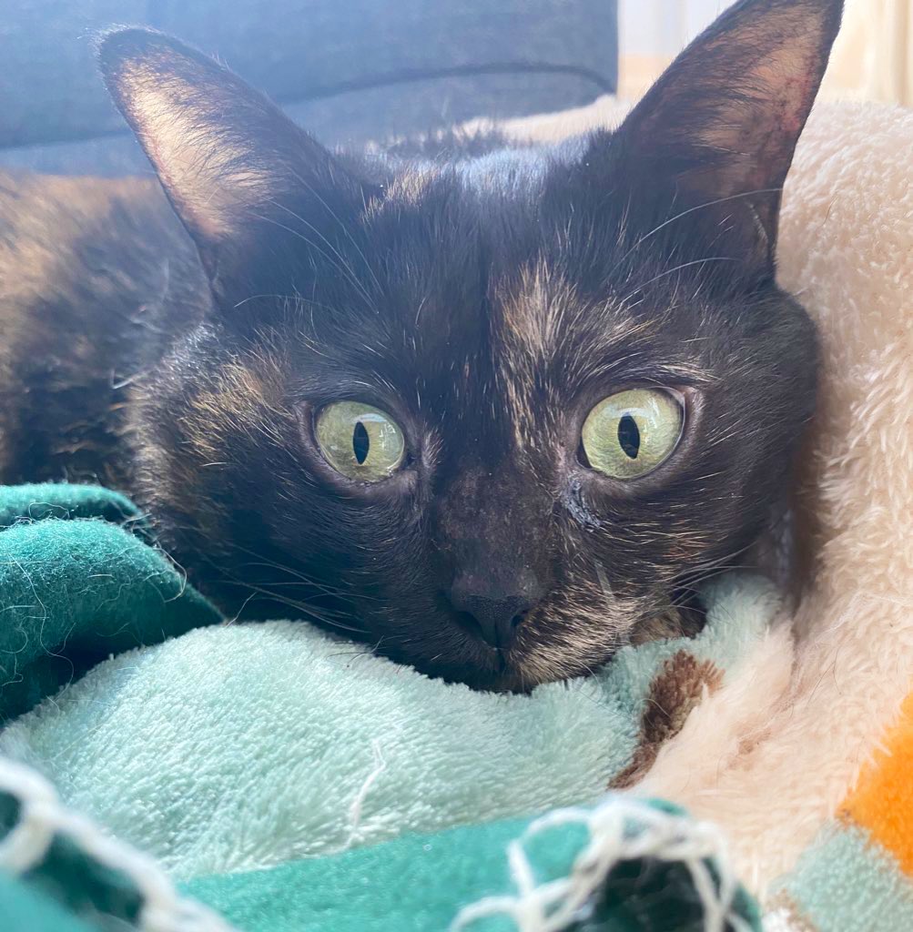 linalinacat's tweet photo. 2歳の春にてんかん発作水頭症
脳障害
闘病中のサビ猫サビ︎︎ ♀6歳
ほんのり見えるほぼ盲目です
抗てんかん薬とステロイド剤

難治性口内炎ボス♂10歳
アメショしましま♀と
トンキーズトン吉♂まもなく11歳

介護は初めてでわからないことばかり
病と戦う猫さんのお世話等お聞かせ下さい🙇🏻‍♀️ https://t.co/ZQ70AwFiXE