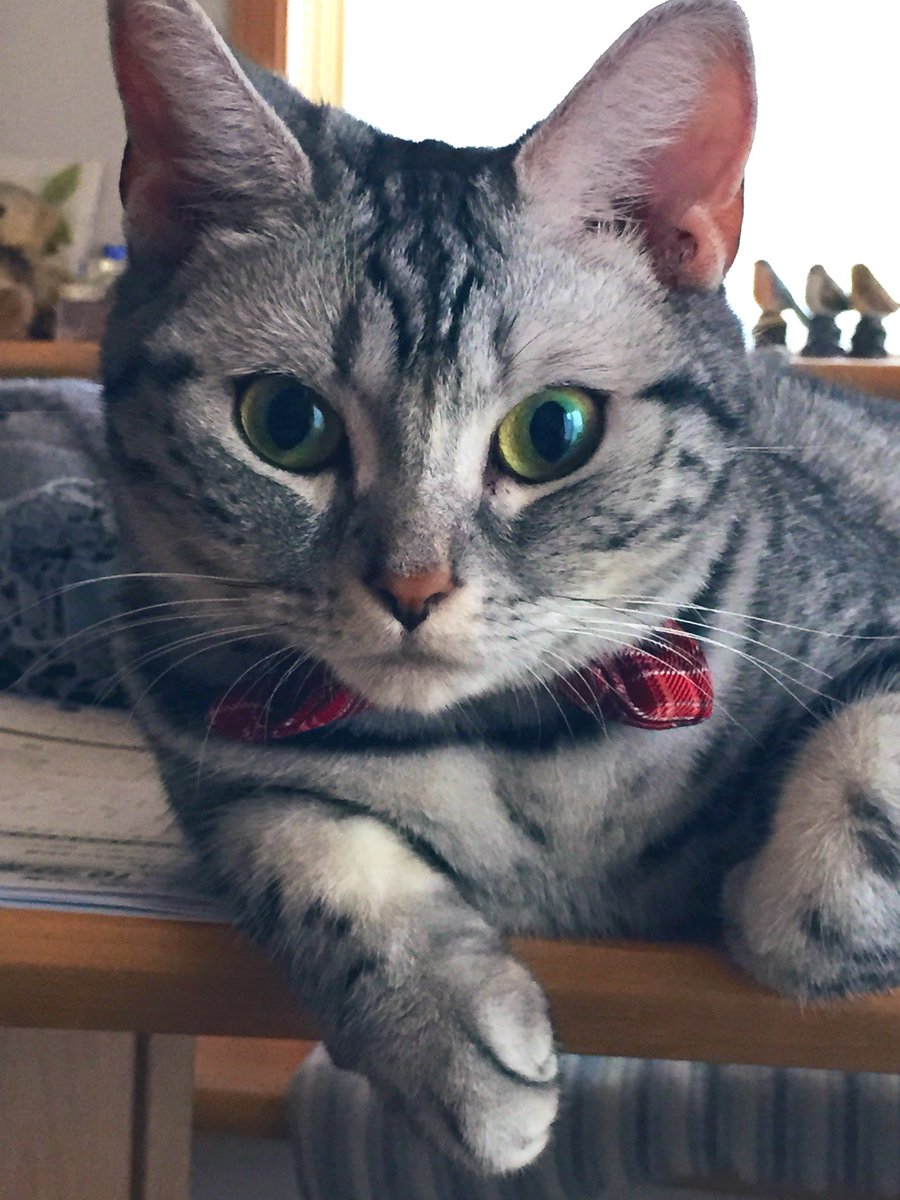 linalinacat's tweet photo. 2歳の春にてんかん発作水頭症
脳障害
闘病中のサビ猫サビ︎︎ ♀6歳
ほんのり見えるほぼ盲目です
抗てんかん薬とステロイド剤

難治性口内炎ボス♂10歳
アメショしましま♀と
トンキーズトン吉♂まもなく11歳

介護は初めてでわからないことばかり
病と戦う猫さんのお世話等お聞かせ下さい🙇🏻‍♀️ https://t.co/ZQ70AwFiXE