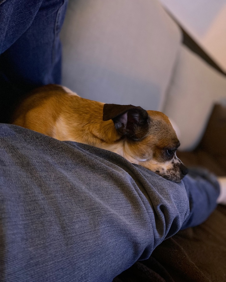 DJJoshuaCarl's tweet photo. RIP Zeeba. Aka Zeeba-zeeeeeeee, aka peanut, aka Slinky, aka Gizmo aka you lil moron.
This pooch lived in my crevices, and she will be so so very missed. It’s a tough one here in the household https://t.co/3JIv95kcaw