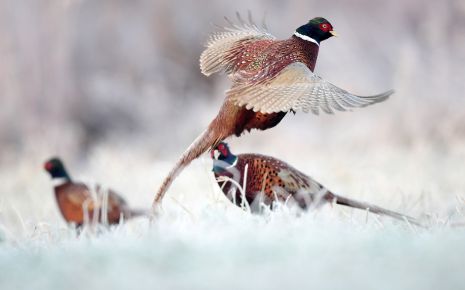 South Dakota’s traditional pheasant season runs through January 31, 2025. Click here to learn more about this in-demand time to visit the City of Faulkton. faulktonsd.com/faulkton/news/…