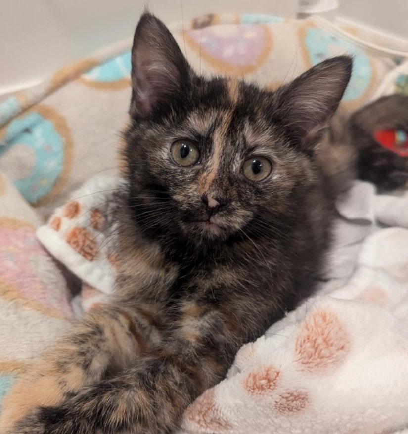 SoftSide1's tweet photo. Adorable adoptable #Halloween-colored kitties Cocoa Bean and Clove at The Feline Rescue Association (Baltimore, MD) wonder if you’ve discovered the cool effect that happens if you like a tweet with a Halloween hashtag in it. No? (Or if want to see it again?) They say go ahead! 1/ https://t.co/ISo1juy2j4