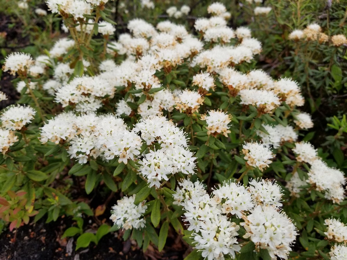 It's not snow, it's Ledum! A #wildflowerwednesday throwback to #Ledum (new name Rhododendron groenlandicum) soon after fire; in #wetlands we love. #bogsaresocool