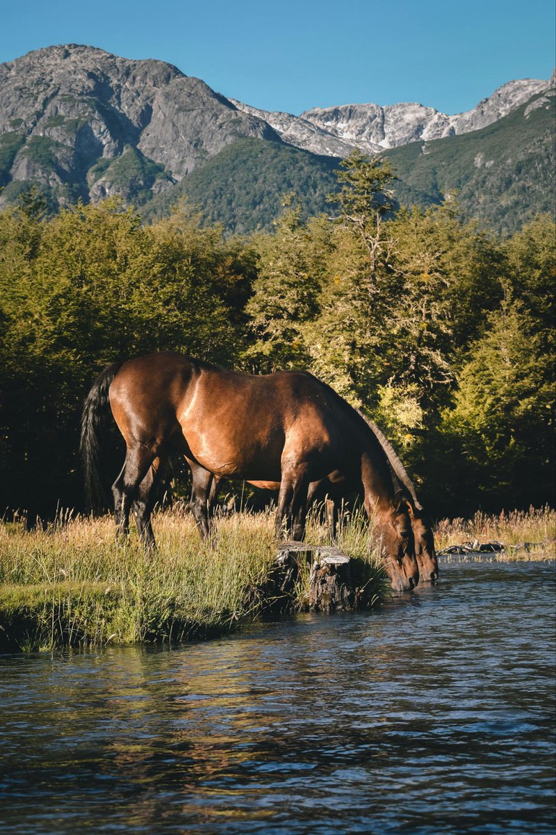 theoffingmag's tweet photo. "Would you rather ride a horse or a donkey. The horse is smaller than the donkey, but I won’t tell you how big the donkey is."

Read "Contagion" by Duy Đoàn

https://t.co/v4DXZv47UG https://t.co/oofHiMCGSc