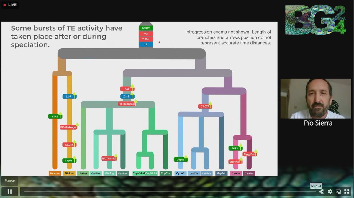 Earth BioGenome Project (@ebpgenome) on Twitter photo LIVE at #BG24 : Pio Sierra from <a href="/Cambridge_Uni/">Cambridge University</a> explains their experience identifying transposable elements in pangenomes
#genomes #speciation #genome LIVE at #BG24 : Pio Sierra from <a href="/Cambridge_Uni/">Cambridge University</a> explains their experience identifying transposable elements in pangenomes
#genomes #speciation #genome