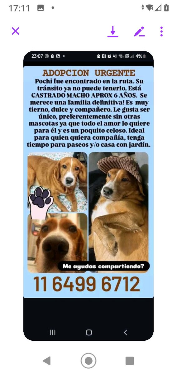 ALEXIANA777's tweet image. Xfavor se queda sin tránsito 🙏🏻🙏🏻💔😔😔 adopten a pochito es un hermoso perrito...la calle no 💔😔 @soyleomontero #RtRt