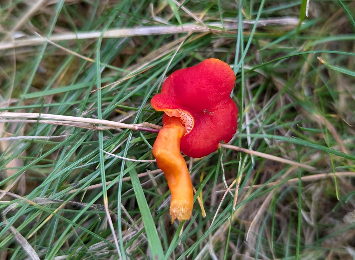It's our 4th autumn in our house and chemicals and nutrients are low enough to get my first waxcaps in the lawn! Scarlet I assume but need to rule out Crimson.