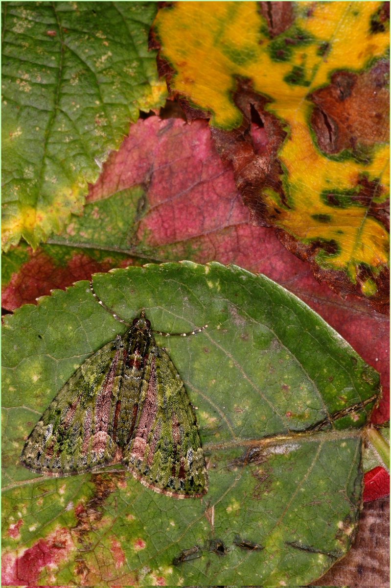 Ashley Cox (@naturecatcher58) on Twitter photo Red Green Carpet delicately presented on a bed of seasonal veg with an exquisitely festered autumnal reduction and a fresh dewdrop jus.
My friendly garden Robin's favourite breakfast 🤨
#mothsmatter
<a href="/BritishMoths/">British Moths</a>
<a href="/Bc_HertsMiddx/">BC_HertsMiddx</a> Red Green Carpet delicately presented on a bed of seasonal veg with an exquisitely festered autumnal reduction and a fresh dewdrop jus.
My friendly garden Robin's favourite breakfast 🤨
#mothsmatter
<a href="/BritishMoths/">British Moths</a>
<a href="/Bc_HertsMiddx/">BC_HertsMiddx</a>