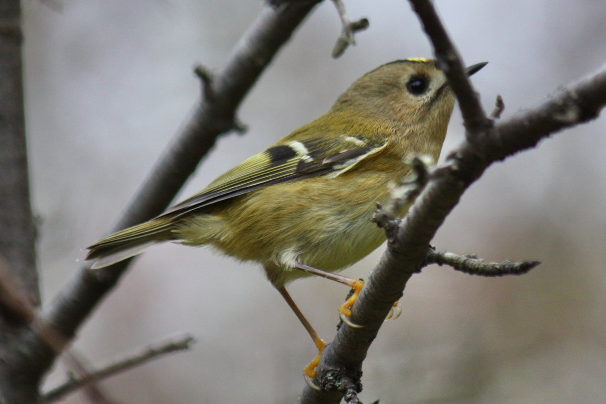 David76628867's tweet photo. Goldcrest on my local patch https://t.co/MBSsJjIl0U