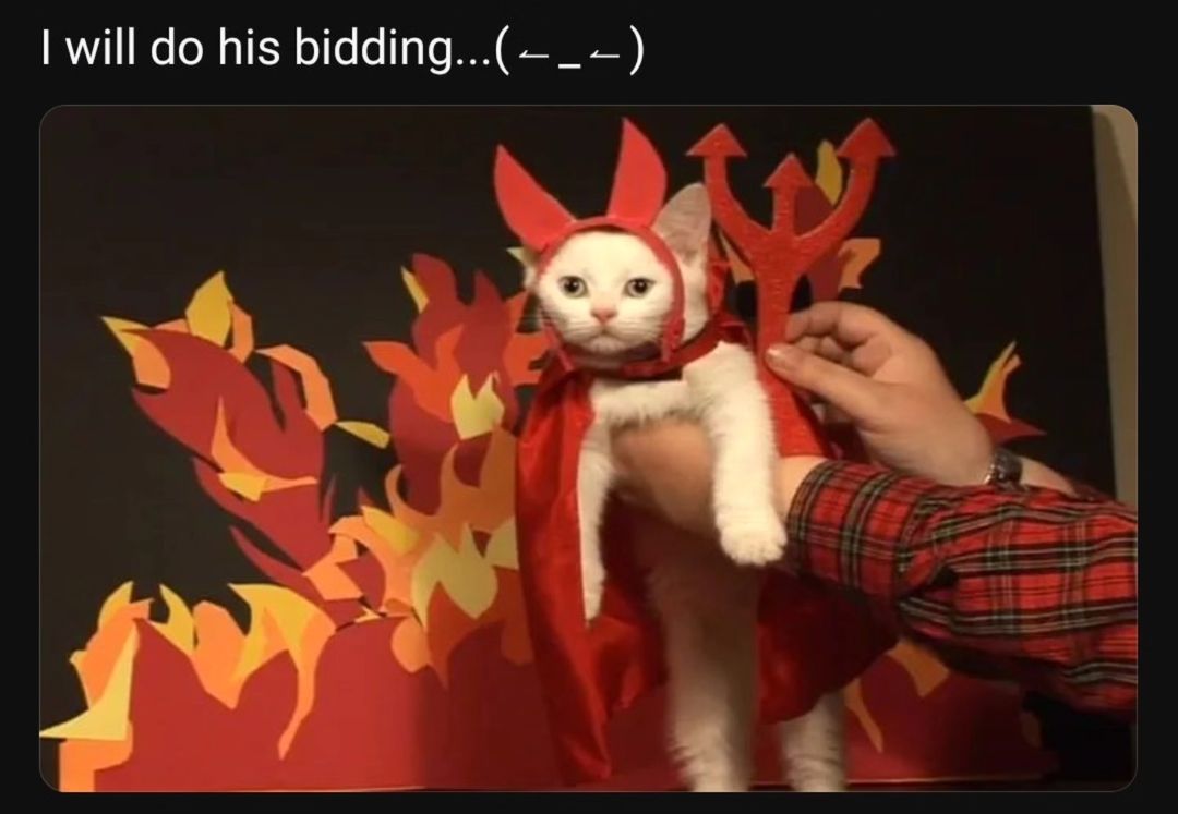 Catsillyness's tweet image. Ready for Halloween