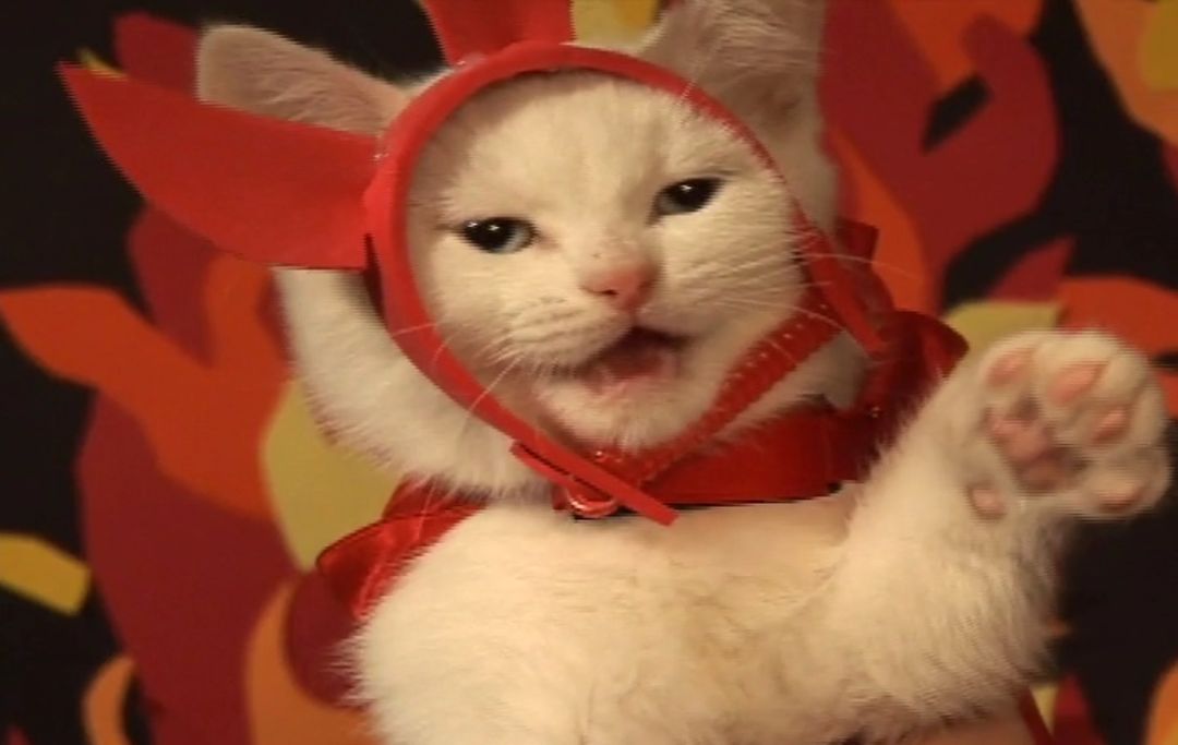 Catsillyness's tweet image. Ready for Halloween