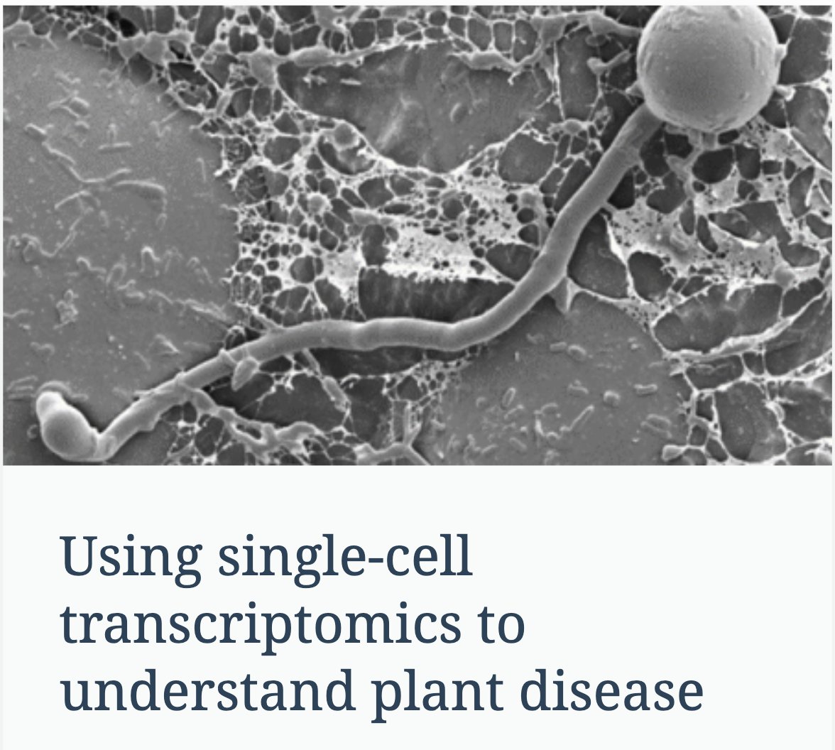 📣 <a href="/NRPBIODTP/">NRPDTP</a> PhD opportunity at The Sainsbury Laboratory <a href="/NorwichResearch/">Norwich Research Park</a> Park, UK

"Using single-cell transcriptomics to understand plant disease" with Prof. Wenbo Ma
 <a href="/wenboEffector/">Dr. Wenbo Ma</a> 

Apply before 25 Nov 2024! ⬇️
biodtp.norwichresearchpark.ac.uk/projects/using…