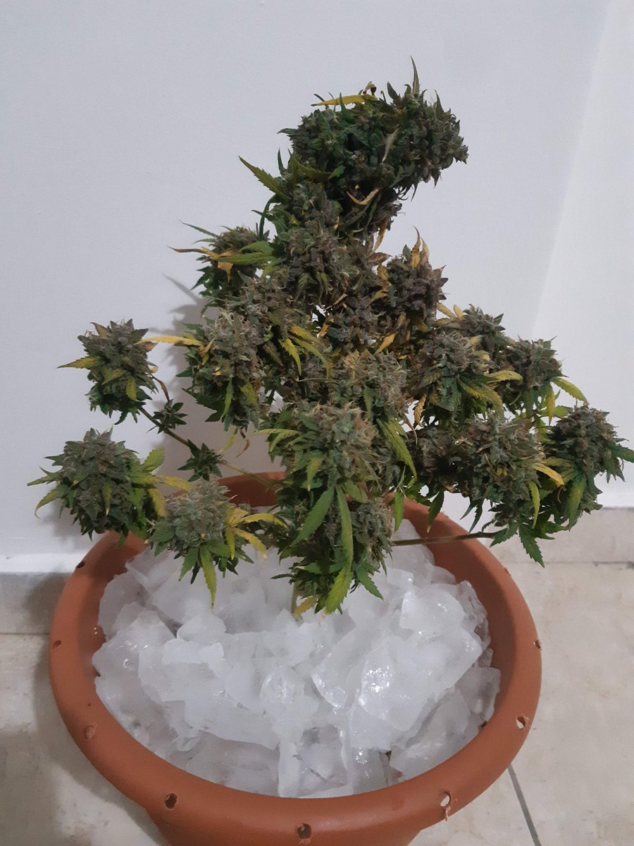 canabisbrasil's tweet photo. Alguém sabe dizer qual processo esta sendo feito nessa planta ?? 🪴🧊🔥 https://t.co/Pg2KqvxGNO
