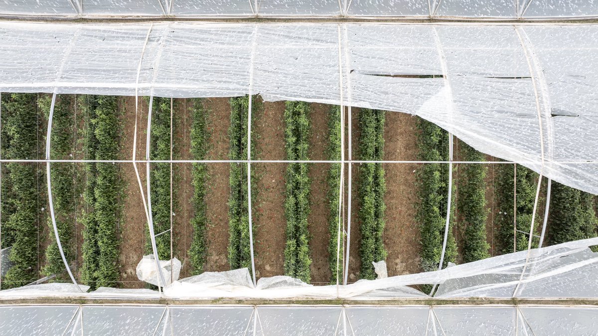BREAKING - Destruction of greenhouse crops across Almería is extensive following this week’s storms

The region exports >3m tonnes of fruit and veg to 🇩🇪, 🇫🇷 and 🇬🇧 over the winter. 

Losses expected to be significant.

#foodsecurity #climatechange #agriculture #spain #Almería