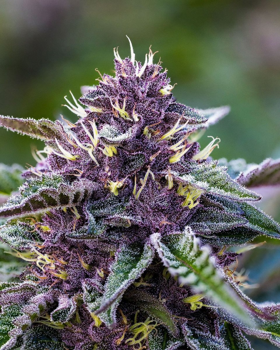 ridgelinefarms's tweet photo. @ridgelinefarms
・・・
Two strains with totally different characteristics crossed together to create something very special. 
Whitethorn Rose x RLF LANTZ 

 🌹RIDGELINEROSE🌹

#collaboration #sohum #legacy #heritage #culture #unity #community #humboldtgrown 
📸 @jbowersphoto https://t.co/n3Z5tRWkXm