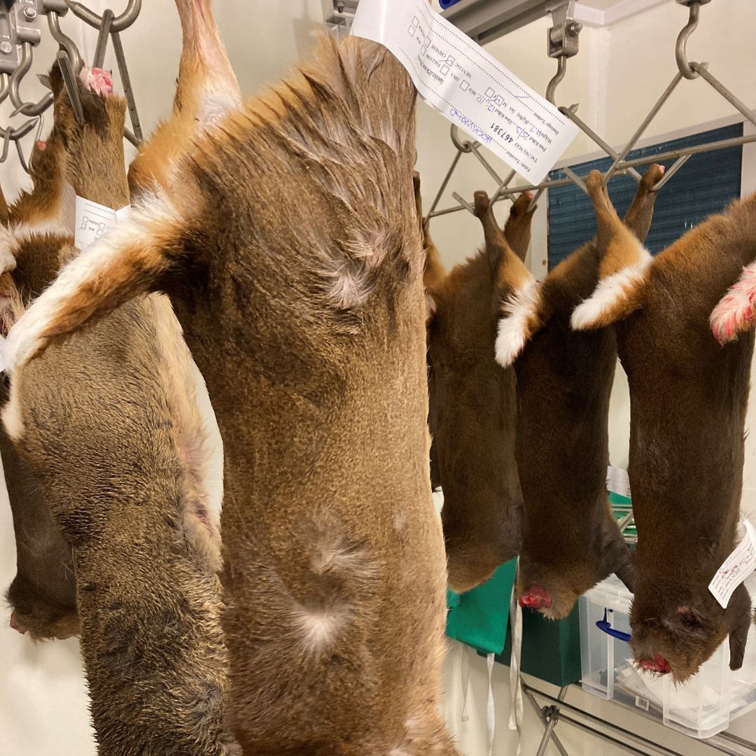 DSC2 Top Tip

You don't need to have access to a deer larder to complete your DSC2 witnessed stalk, but be prepared to answer questions on larder design, best practice, chiller temperatures, record keeping and hygiene .
All the information you'll need is in the DSC1 manual!