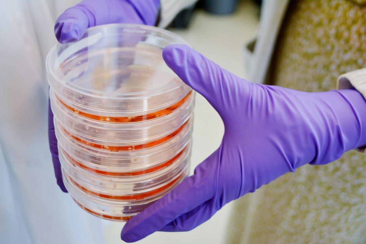 STEMCELL Technologies tweet media