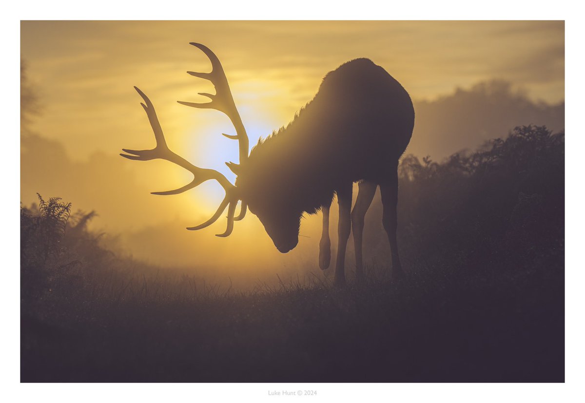 Fotospeed (@fotospeed) on Twitter photo 🏆 #FSPrintMonday Winner Announcement 🏆
🥇 Congratulations <a href="/lucus_hunt/">Lucus Hunt</a>
The backlight of the sun silhouetting the stag is magical. It looks like something from a film. The composition and crop of the image enhances its charm. 🏆 #FSPrintMonday Winner Announcement 🏆
🥇 Congratulations <a href="/lucus_hunt/">Lucus Hunt</a>
The backlight of the sun silhouetting the stag is magical. It looks like something from a film. The composition and crop of the image enhances its charm.