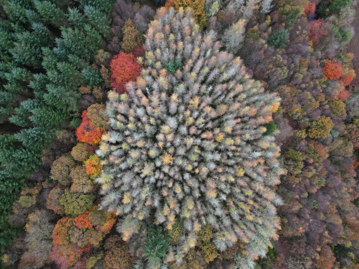 Muddyboots (@muddybootsguide) on Twitter photo Beautiful display of Autumn colours in the Nire Valley woods today <a href="/MunsterVales/">Munster Vales</a> <a href="/munsterexpress/">The Munster Express</a> <a href="/IrishRainforest/">Eoghan Daltun 🌍</a> <a href="/VisitWaterford/">Visit Waterford</a> Beautiful display of Autumn colours in the Nire Valley woods today <a href="/MunsterVales/">Munster Vales</a> <a href="/munsterexpress/">The Munster Express</a> <a href="/IrishRainforest/">Eoghan Daltun 🌍</a> <a href="/VisitWaterford/">Visit Waterford</a>