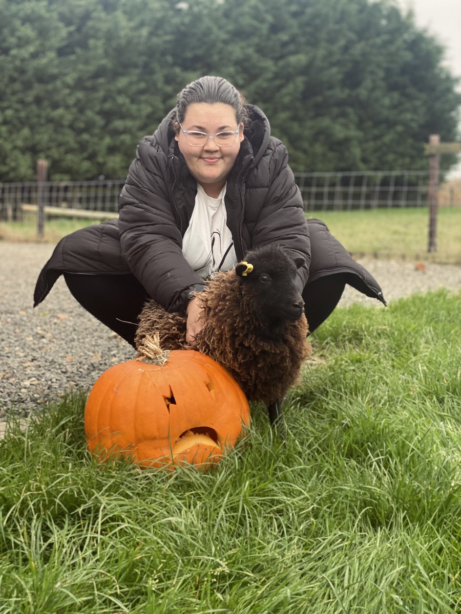 Amber Hill WOW took a trip to Willowbridge Farm to carve pumpkins and spend time with the sheep. We used their classroom for the pumpkins and fed the sheep digestives and the left of pumpkin 🎃