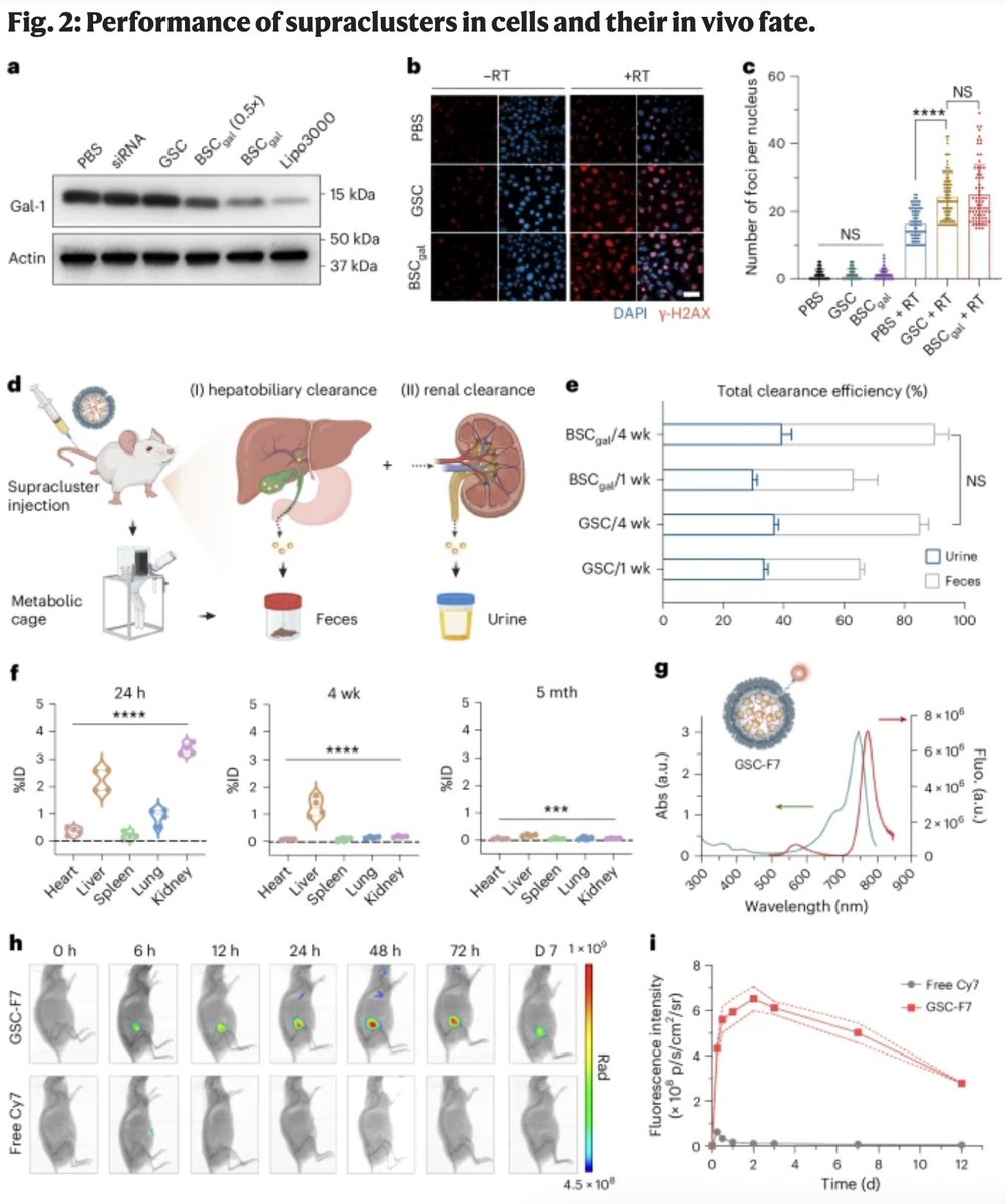 Steven Artandi, MD, PhD (@scidirector) on Twitter photo SCI leader Quynh-Thu Le & others found that a binary supracluster (BSCgal) combining gold nanoclusters with siRNA targeting galectin-1 enhances anti-tumor immunity in stereotactic ablative radiotherapy (#SABR). go.nature.com/3NHF7YO <a href="/Qle_stanford/">Quynh Thu Le</a> SCI leader Quynh-Thu Le & others found that a binary supracluster (BSCgal) combining gold nanoclusters with siRNA targeting galectin-1 enhances anti-tumor immunity in stereotactic ablative radiotherapy (#SABR). go.nature.com/3NHF7YO <a href="/Qle_stanford/">Quynh Thu Le</a>