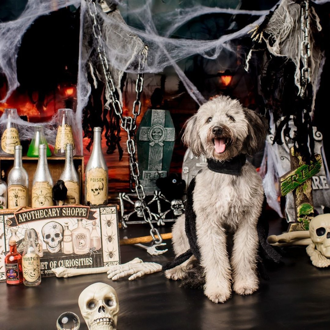 GlobalStrays's tweet image. It's spooky season for our partner shelters! Check out the spell-tacular costumes our shelter dogs dressed up as this year 🐕🎃 What is your pet dressed up as this Halloween? Comment below (and DM us pictures!) ⤵️

#globalstrays #doghalloween #animalwelfare #doglovers