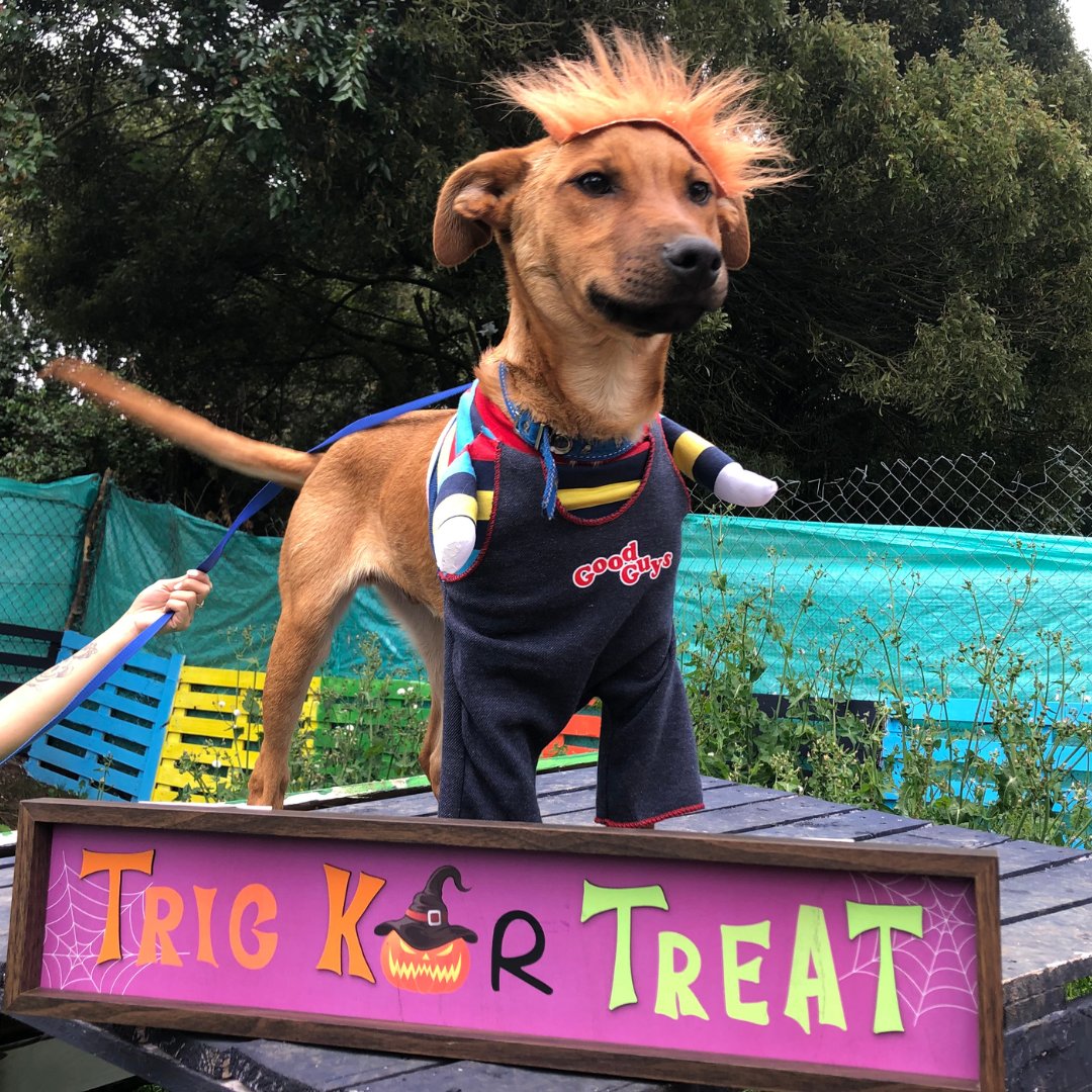GlobalStrays's tweet image. It's spooky season for our partner shelters! Check out the spell-tacular costumes our shelter dogs dressed up as this year 🐕🎃 What is your pet dressed up as this Halloween? Comment below (and DM us pictures!) ⤵️

#globalstrays #doghalloween #animalwelfare #doglovers