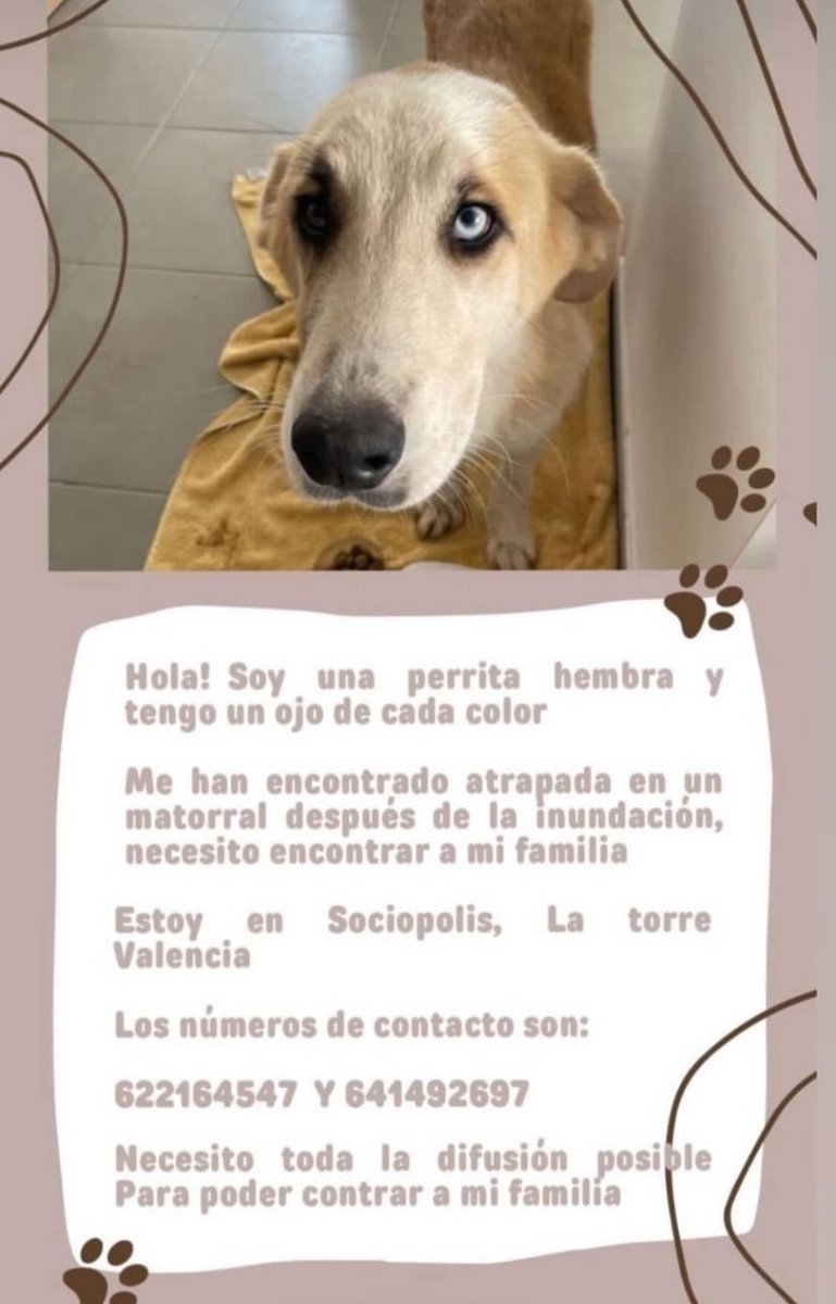 ⚠️perrita perdida busca a su familia⚠️