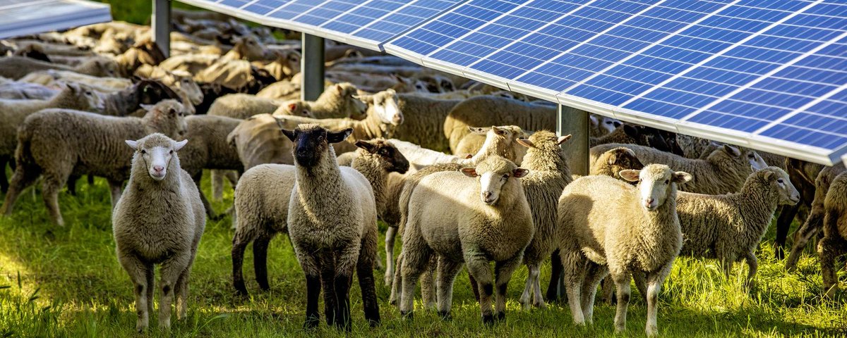 Lightsource bp (@lightsourcebp) on Twitter photo <a href="/Lightsourcebp/">Lightsource bp</a> tested wool quality of sheep grazing at our Wellington solar farm vs. those in paddocks without solar. Early results are very promising! 🐏☀️
More research is needed, but it's a positive first step.
Read more: lightsourcebp.com/news/wool-qual…
#WeAreLightsourcebp <a href="/Lightsourcebp/">Lightsource bp</a> tested wool quality of sheep grazing at our Wellington solar farm vs. those in paddocks without solar. Early results are very promising! 🐏☀️
More research is needed, but it's a positive first step.
Read more: lightsourcebp.com/news/wool-qual…
#WeAreLightsourcebp