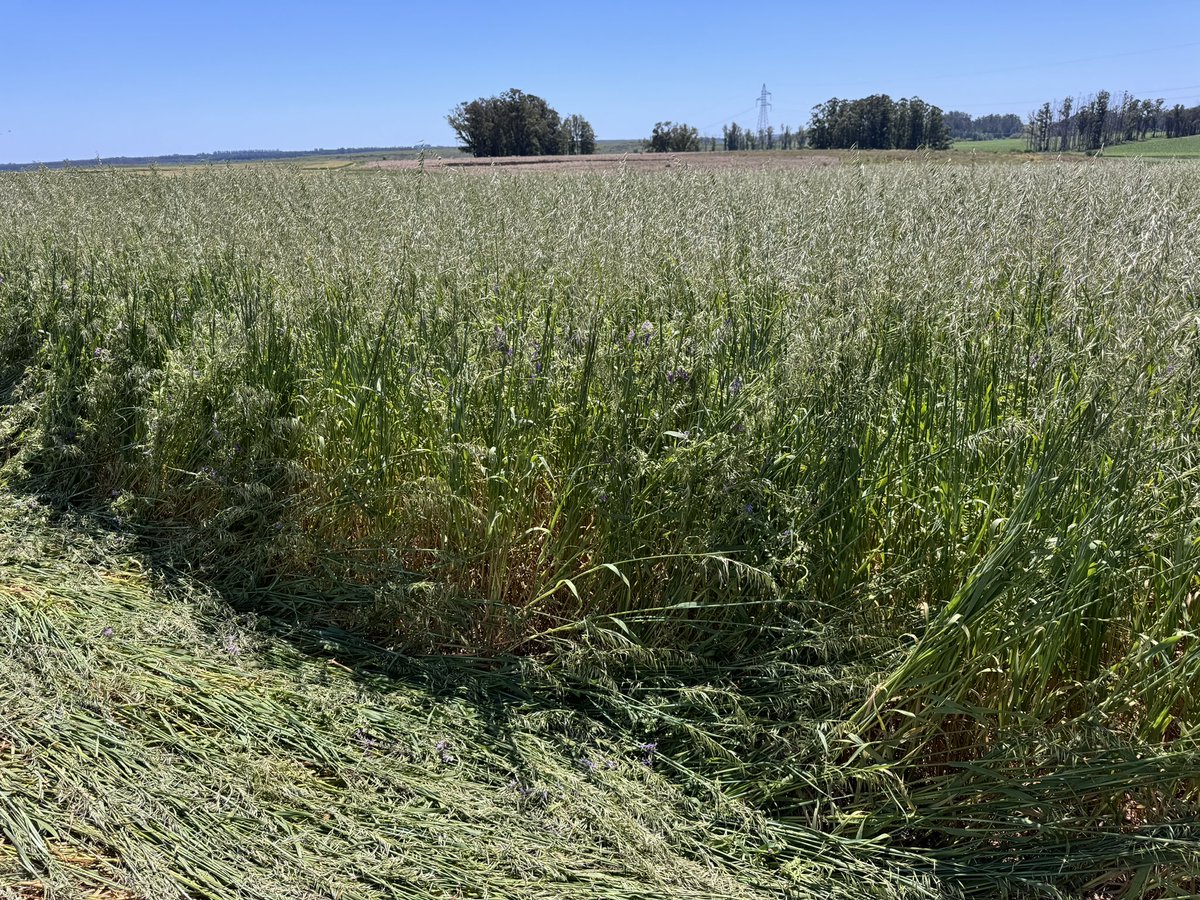 En marcha la siembra de soja. Lindas condiciones. Probando también coberturas de avena y vicia que llegan a su fin buscando control de malezas y aporte de N en sistemas de riego . <a href="/adp_uruguay/">ADP</a>
