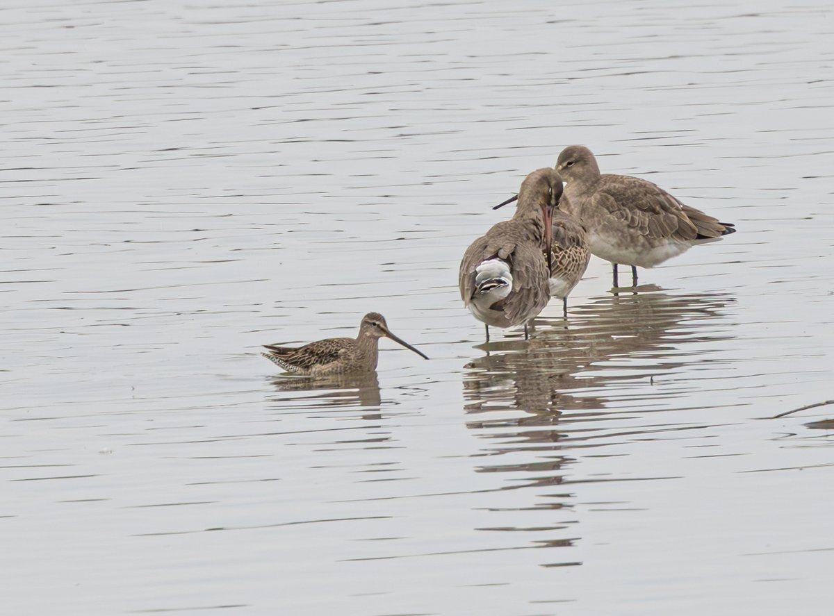 Long-billed dowitcher at Rainham today
