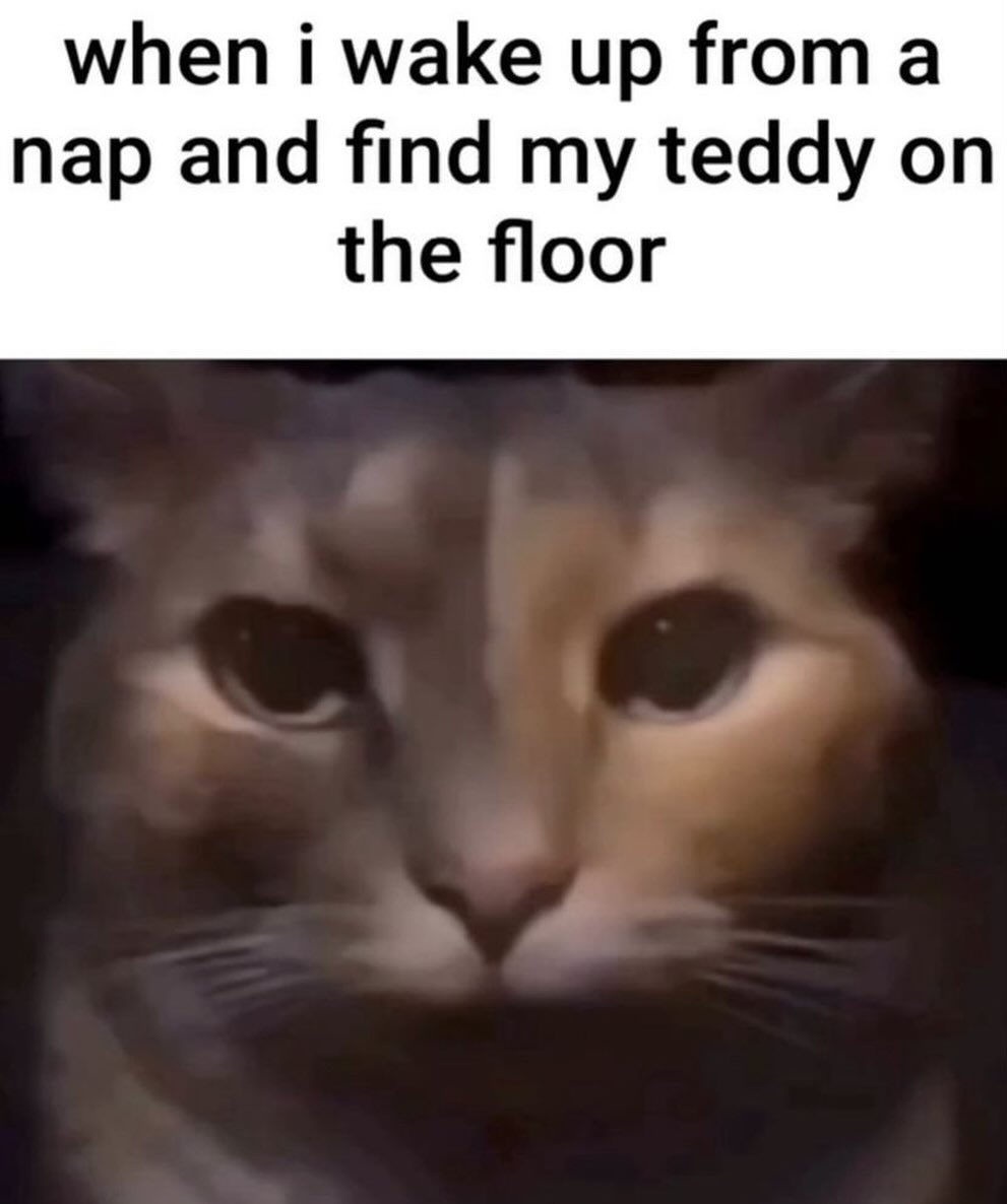 PunchingCat's tweet image. 