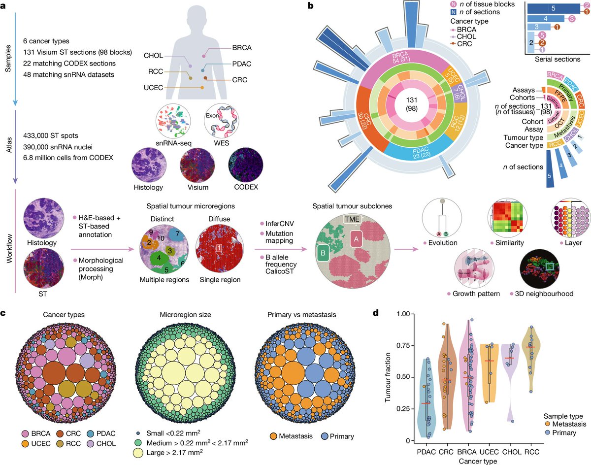 Aiims1742's tweet image. First of a series of papers from the @NCIHTAN is out in @Nature this morning.
Tumour evolution and microenvironment interactions in 2D and 3D space
nature.com/articles/s4158…