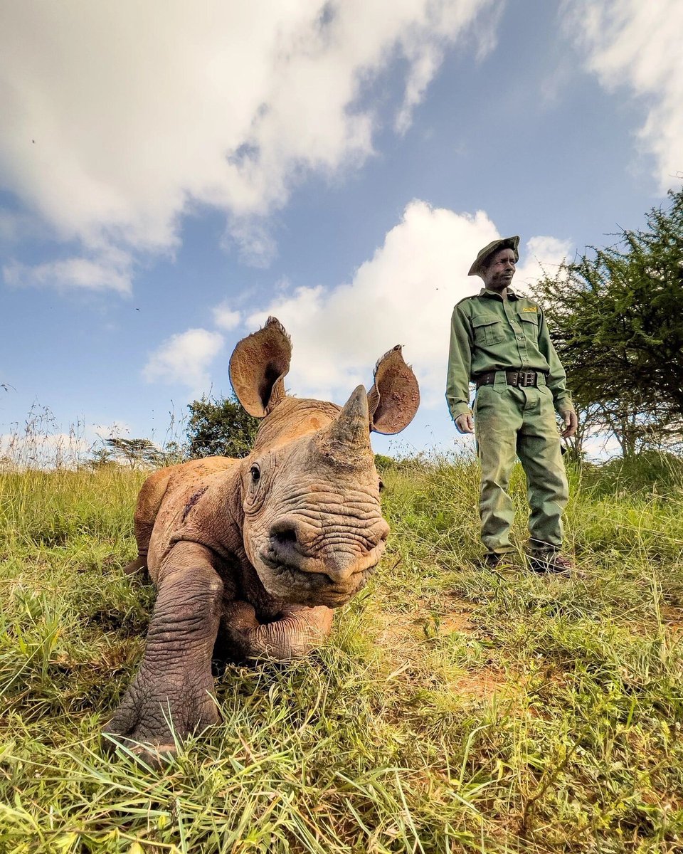 rhinorecfund's tweet photo. Important!! Cute 🦏 with a ranger friend.
•
Thank you @savetherhino for the sweetness of these photos.
📸 Will Roberts
#BlackRhino #Big5 #WildlifeRanger #WildlifeHeroes #WildlifeProtector #RhinoProtector #AntiPoaching #SupportRangers https://t.co/gvbcPVhddd