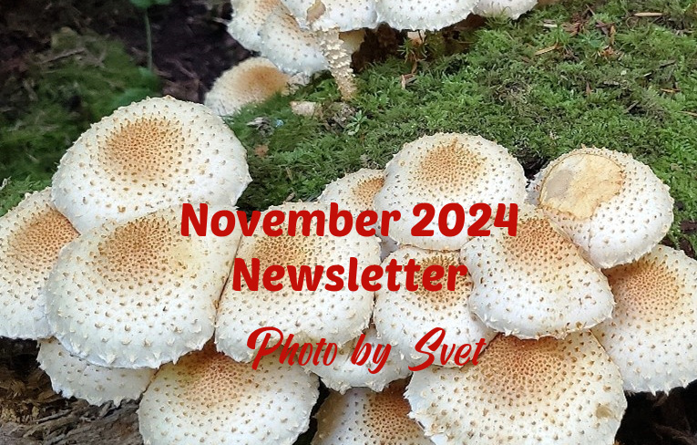 lymphsurvival's tweet photo. The November 2024 Newsletter has been posted --Best in Health, Robert #lymphoma --  (link: https://t.co/SSeNVa3aBK) https://t.co/QITofWsgQZ