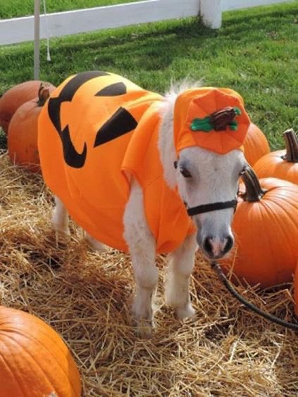 horseimage's tweet photo. mini horse wearing Jack-o'-lantern pumpkin outfit ready to attend costume party and celebrate halloween https://t.co/BF2Z1y6Ido