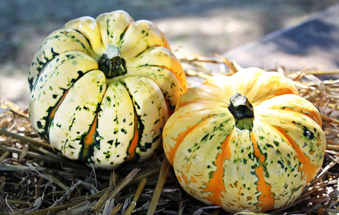 HotFlyBabe's tweet photo. Pumpkin Escape Plot: Convicted Murderer’s Unusual Decoy Trick Stuns Prison Guards https://t.co/Ub9oH2ipKX via The Trent News https://t.co/rrDnMuJp4J