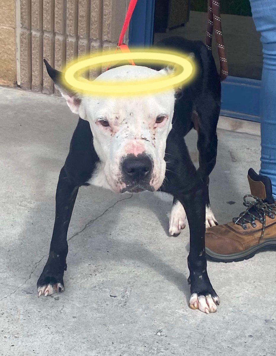 RoCoGB's tweet photo. 🖤🖤🖤🖤🖤SNOOPY🖤🖤🖤🖤🖤
It with such an incredibly heavy heart that I have to share the saddest of news…. 
I just received this update from KAA:

Snoopy lost his fight for life last night.  He had so many issues that he was worn out.  He did have his last days with total love with Cassie's family.  And Dr. Jerry did all he could, and for that we are appreciative.    Snoopy will be able to help others in our care.  He died a hero.

I can’t thank you all enough for your caring support & all the messages, I know just how much you all were rooting for SNOOPY 
🌈🌈Fly high sweet brave boy, safe now in Gods arms🌈🌈