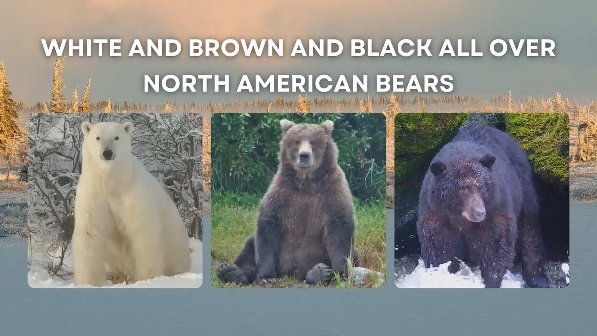 Polar Bears International tweet media