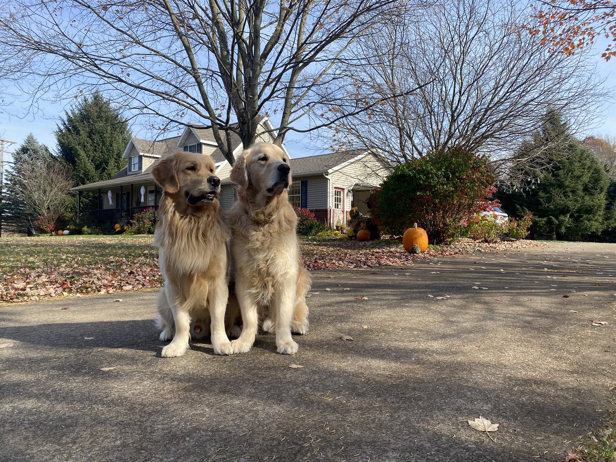 WalterTheGolden's tweet photo. #wontlookwednesday 
#falledition https://t.co/uLWtIfdb4o