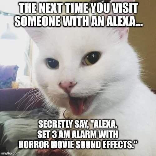 Miss Mona tweet media