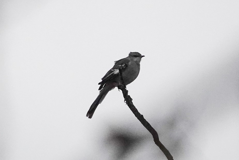 Our very own Sarah Swanson found a Northern Mockingbird at Koll Center Wetlands on Sunday. These birds are a rare winter visitor to Oregon, one of the few parts of the country where they don't breed. Time will tell if this bird sticks around for a while... 📷: Tom Crawford